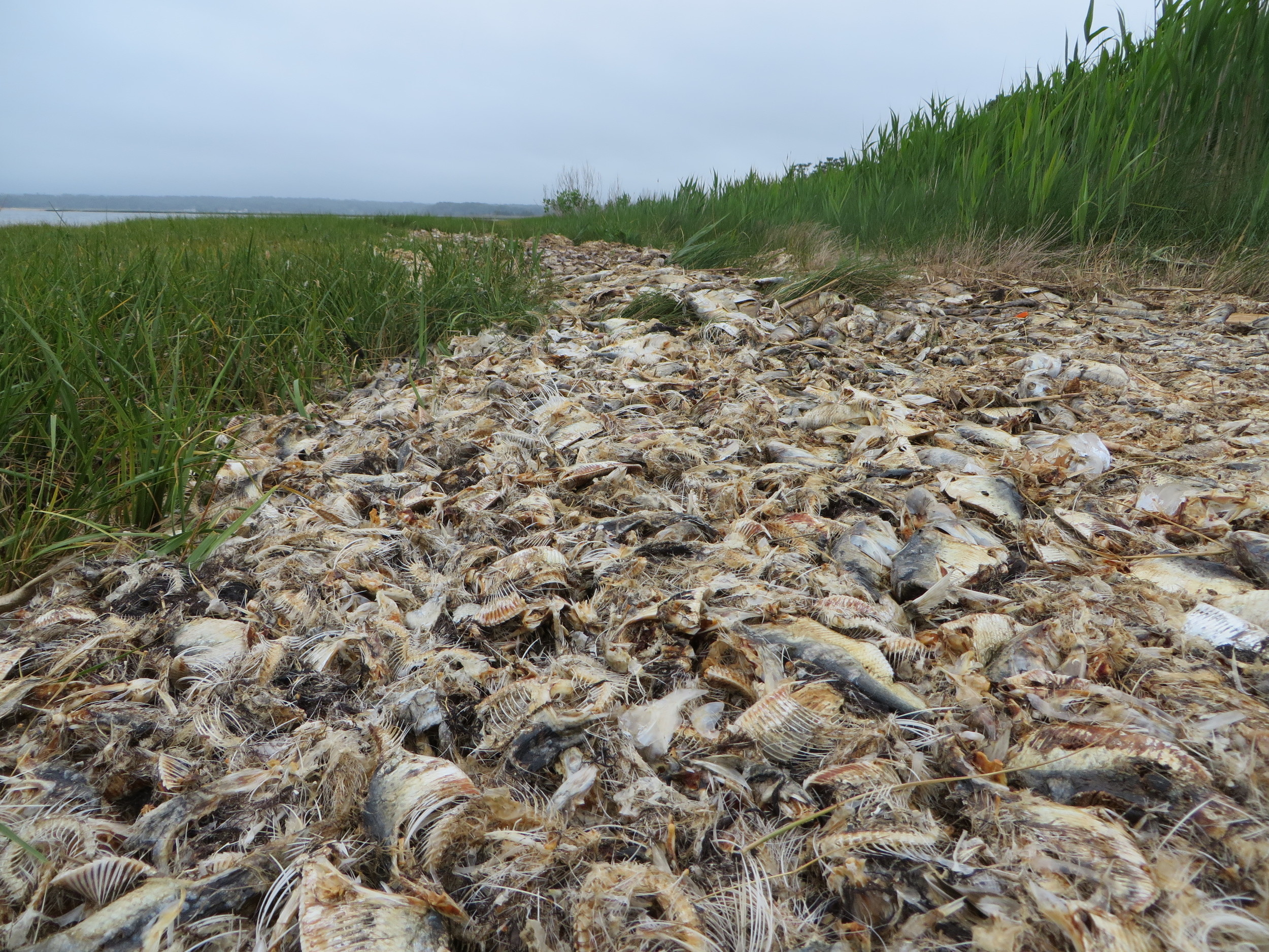 "Set Suffolk's bar high to protect water"